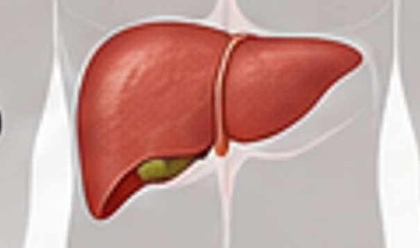 Fatty Liver: Alcohol or Lifestyle? Understanding the Two Major Causes