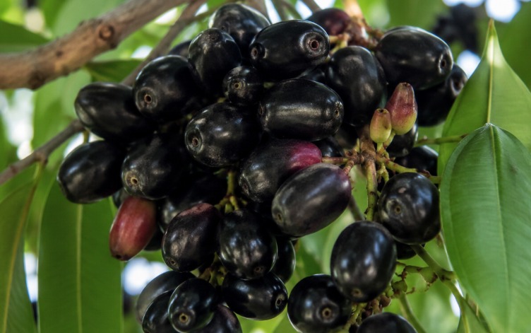Jamun Season Begins: How Beneficial Is This Purple Fruit for Health?