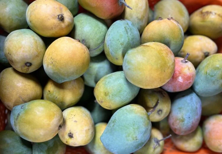 Mangoes and Health: Why the ‘King of Fruits’ Should Not Be Feared